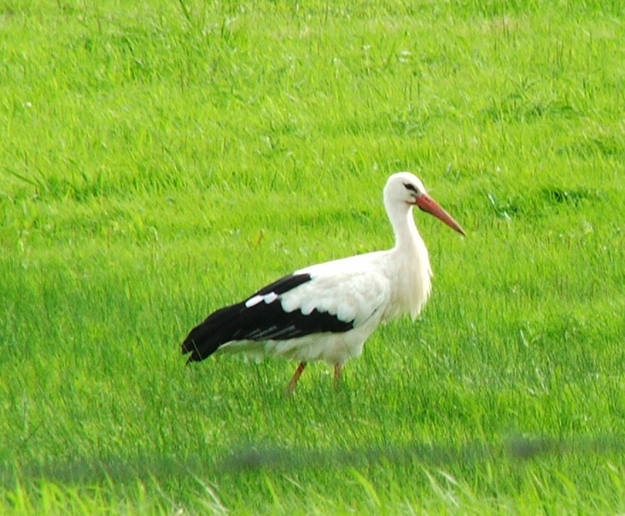 Storch bei der Kindersuche...