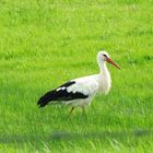 Storch bei der Kindersuche...