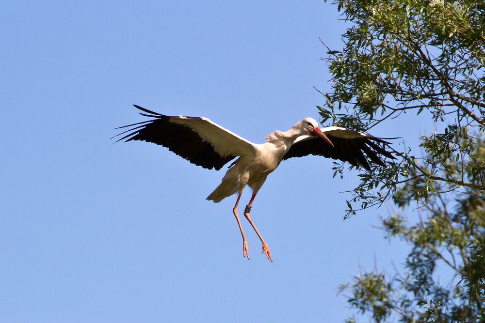 Storch bei der Landung