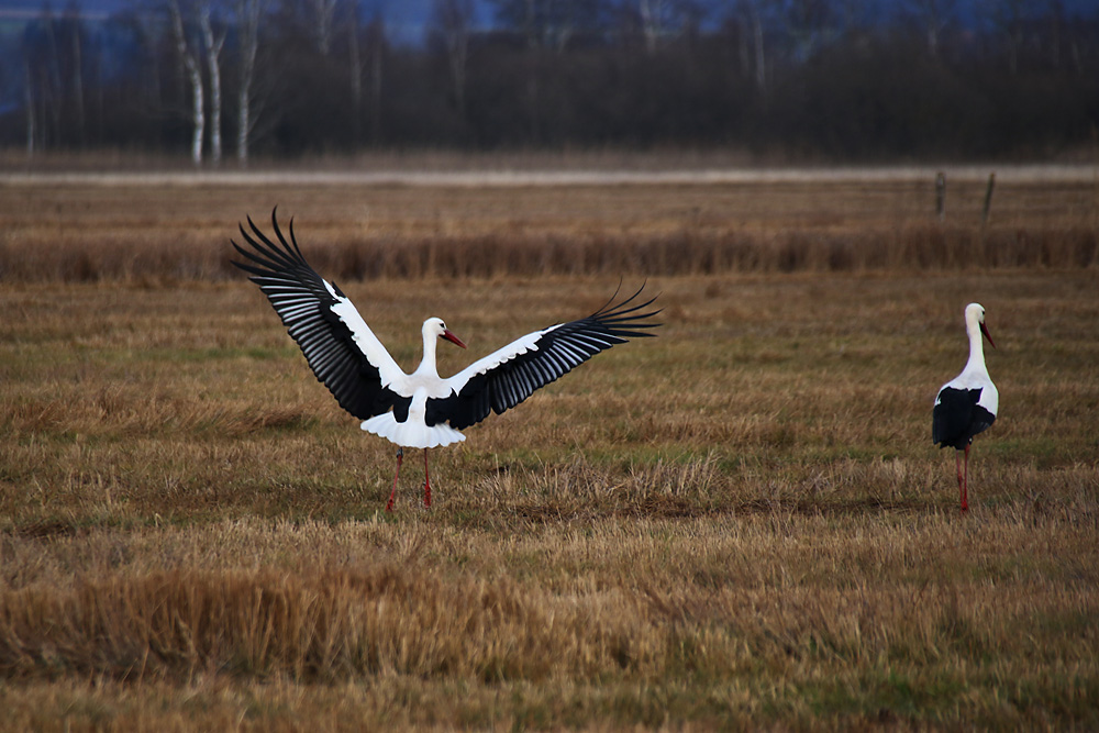 Storch bei der Landung