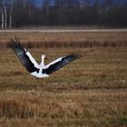 Storch bei der Landung