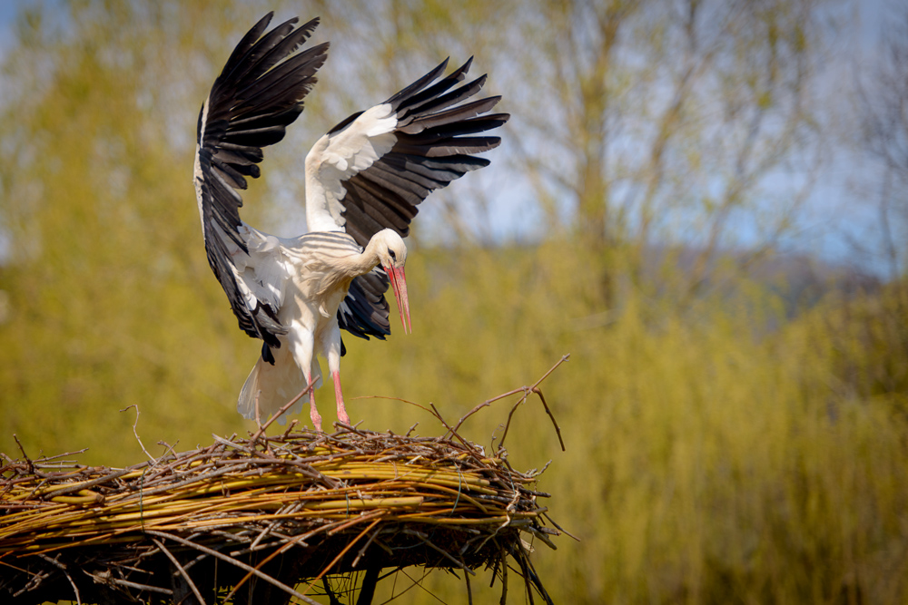 Storch bei der Landung