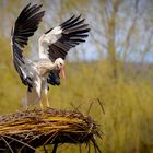 Storch bei der Landung