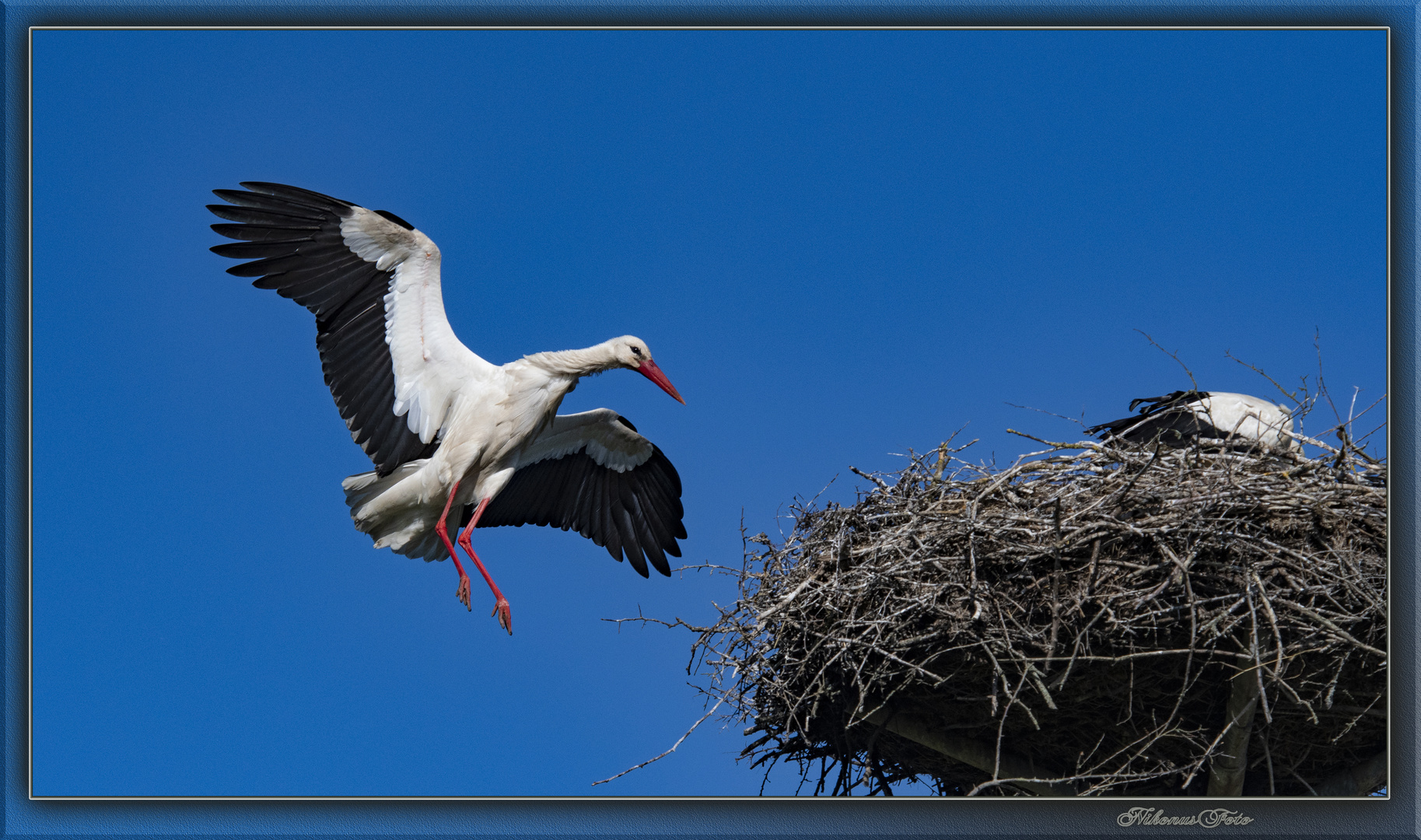  Storch bei der Landung