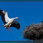  Storch bei der Landung