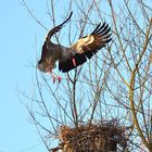 Storch bei der Landung in seinem Nest