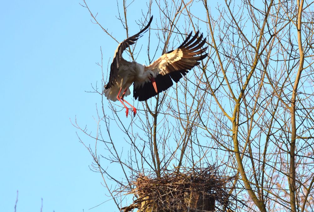 Storch bei der Landung in seinem Nest