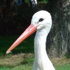 Storch bei der Morgenpflege