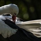 Storch bei der Morgentoilette