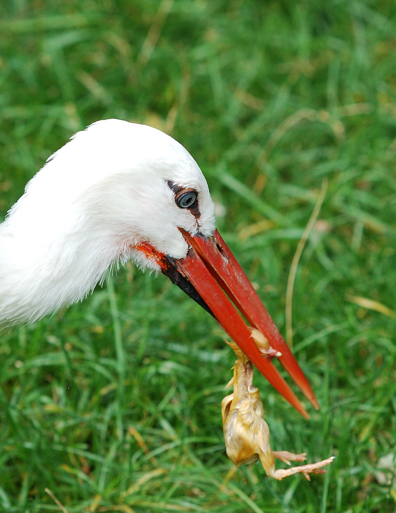 Storch bei der Nahrungsaufnahme