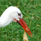 Storch bei der Nahrungsaufnahme