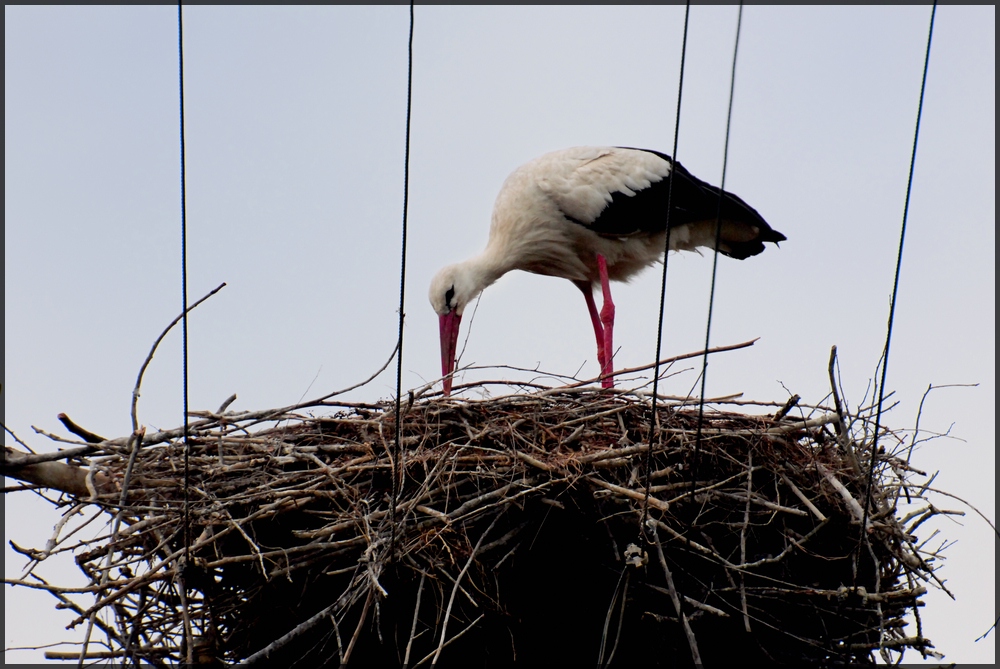 Storch bei der Nestpflege