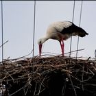 Storch bei der Nestpflege