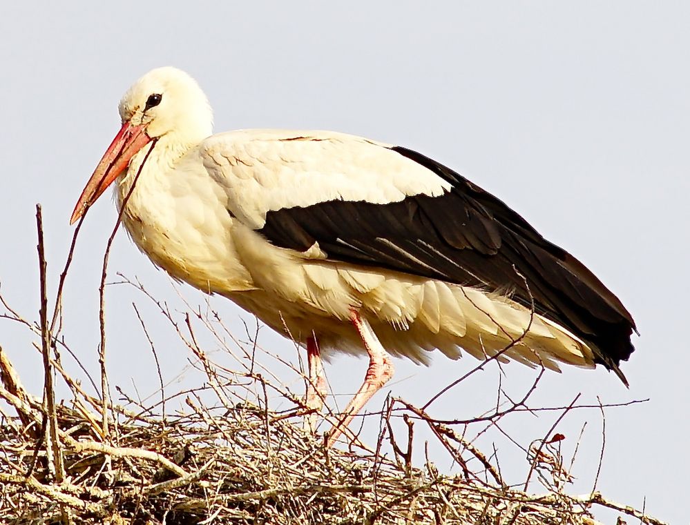 Storch bei der Pause