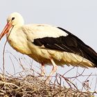 Storch bei der Pause