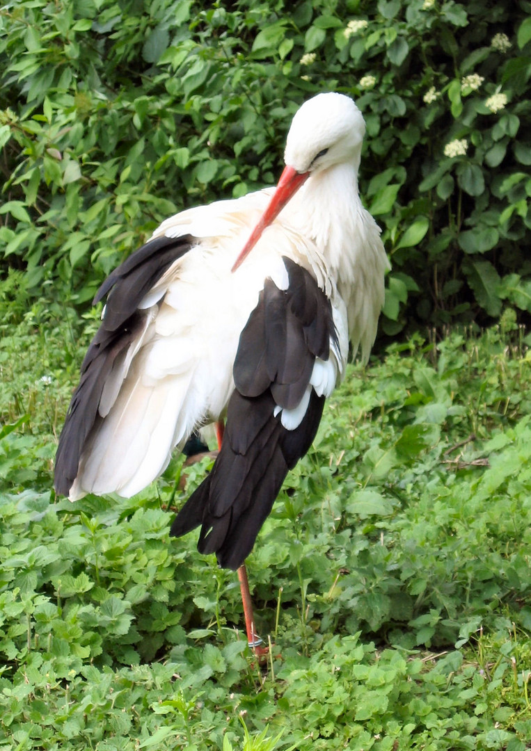 Storch bei der Pflege des Federkleids