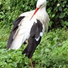 Storch bei der Pflege des Federkleids