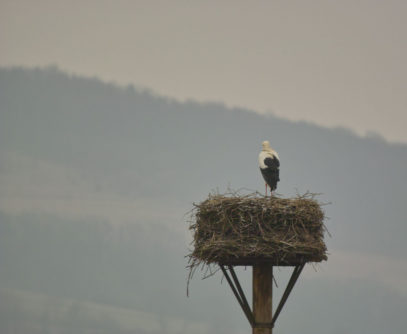 Storch bei eisigem Wind und 1°C auf seinem Horst.