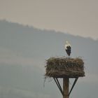 Storch bei eisigem Wind und 1°C auf seinem Horst.