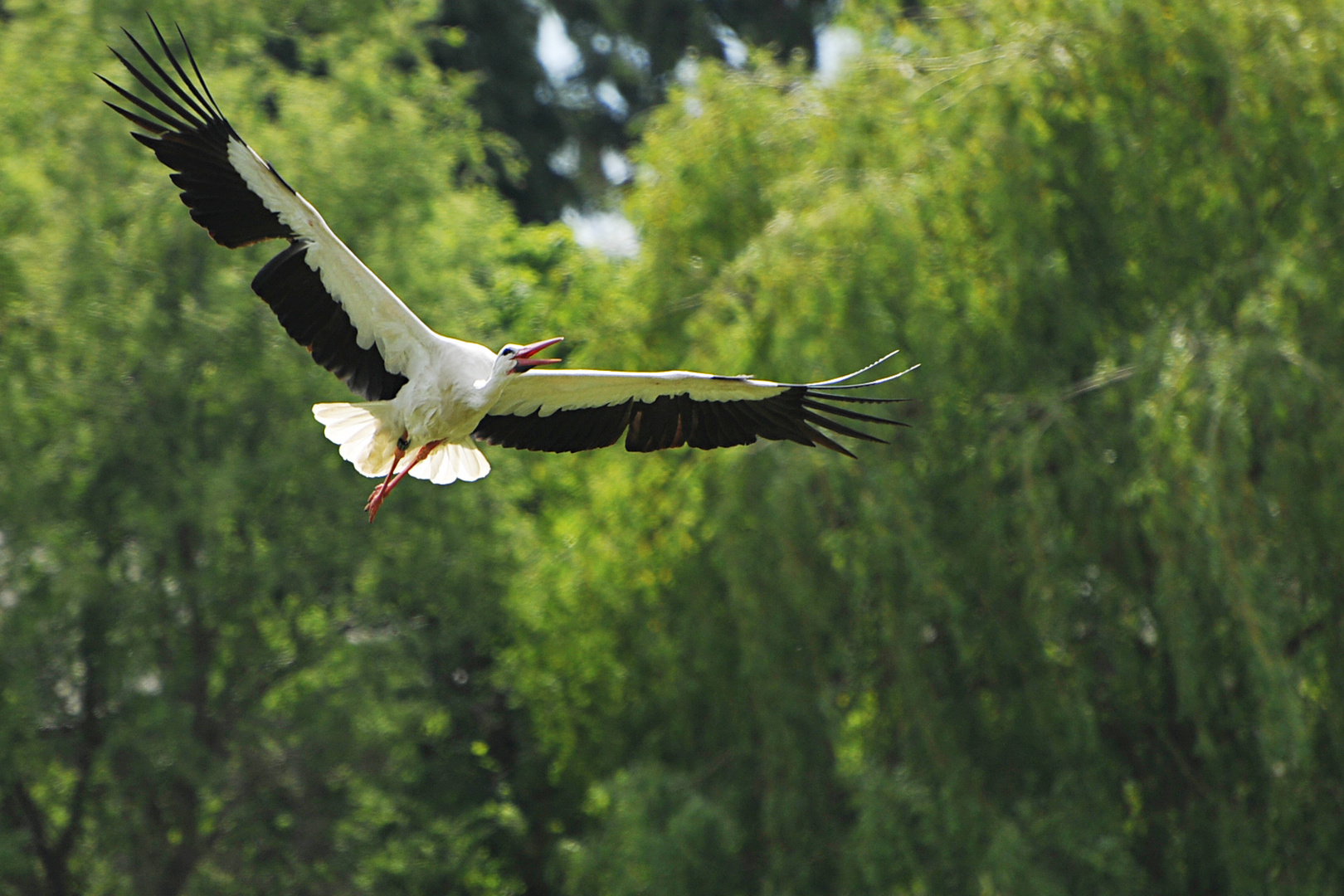 Storch bei Flugshow 3