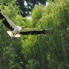 Storch bei Flugshow 3