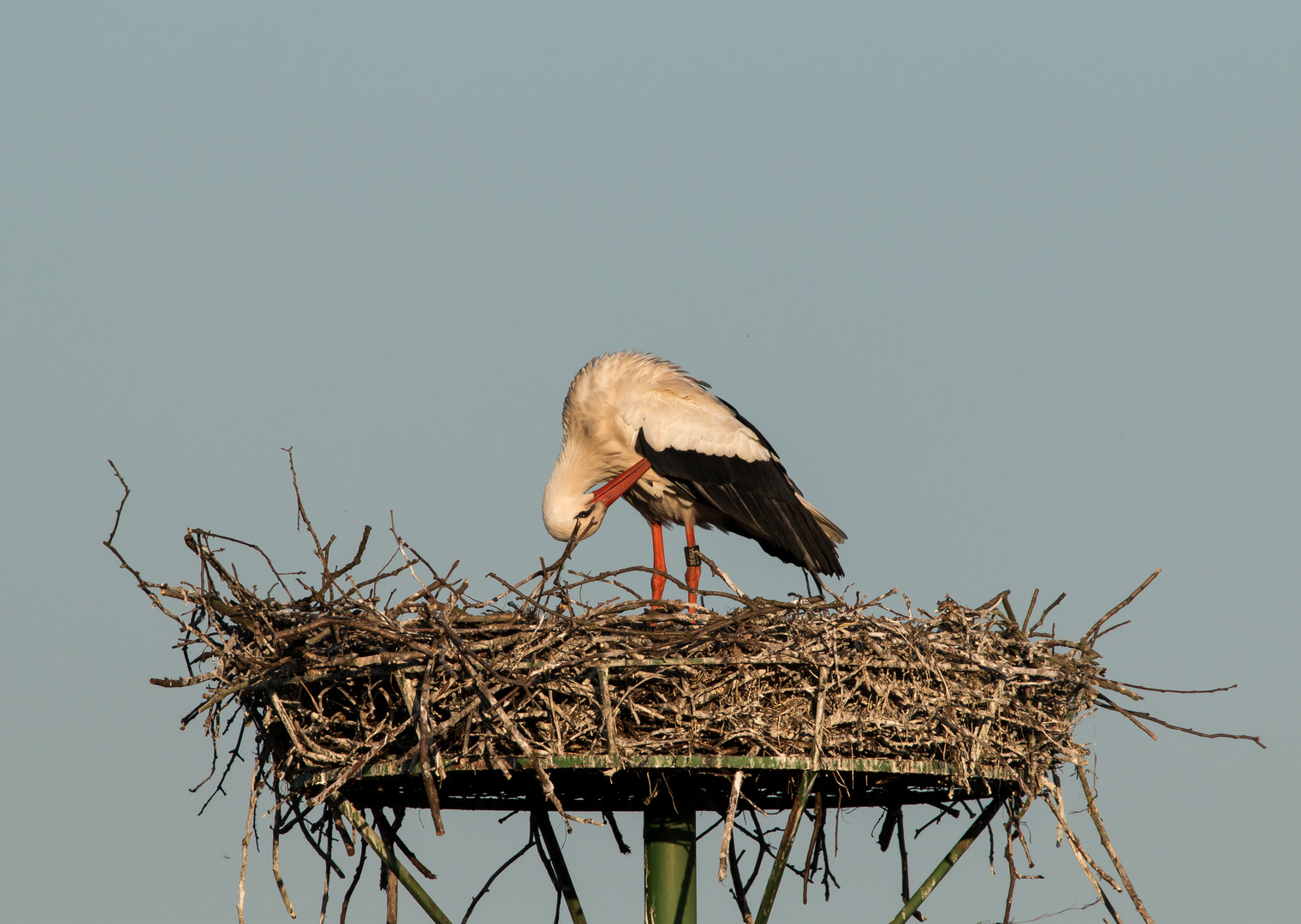 Storch bei Gefiederpflege