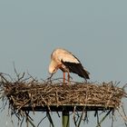 Storch bei Gefiederpflege