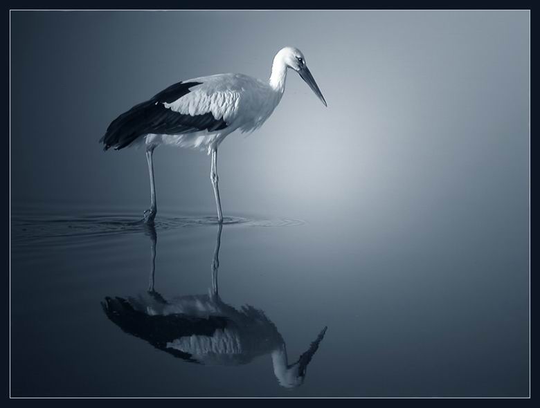 Storch bei Kneipp-Kur