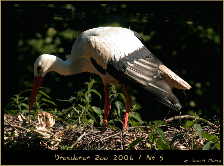 ~~Storch bei Nestpflege~~