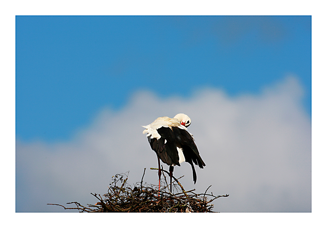 Storch bei Salem am Bodensee