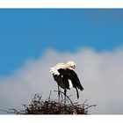 Storch bei Salem am Bodensee