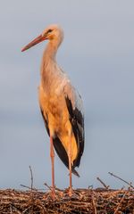 Storch bei Sonnenaufgang