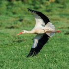 Storch bei Tongruben Bensheim 4 2021