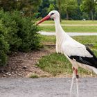 Storch bei Tripsdrill