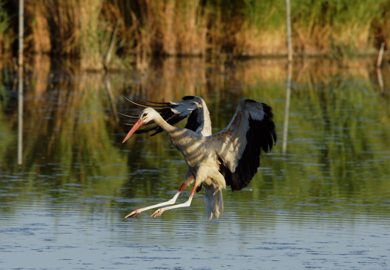 Storch bei Wasserlandung