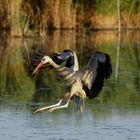 Storch bei Wasserlandung