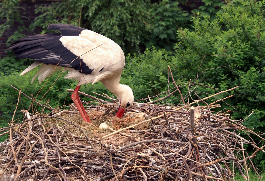 Storch beim...