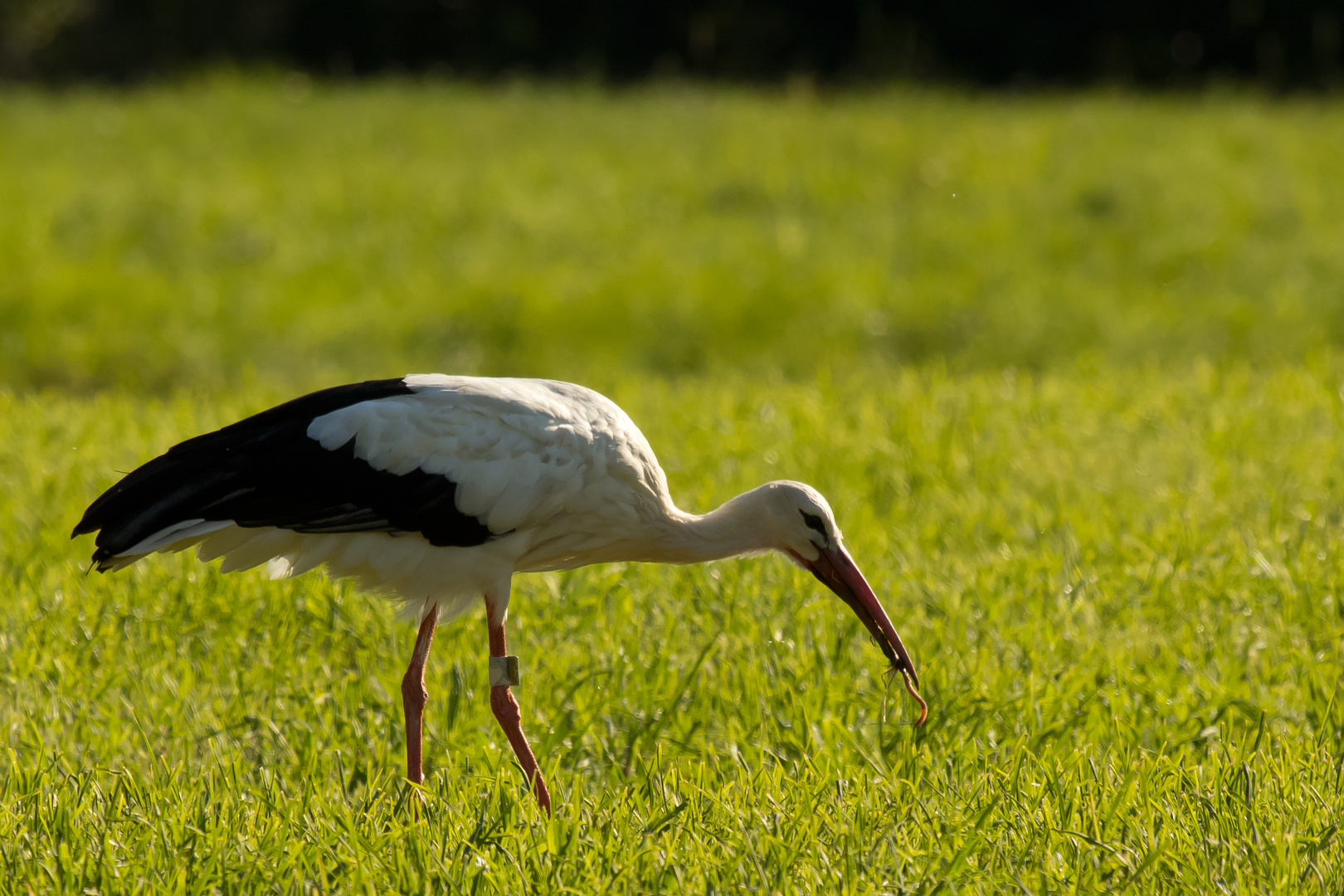 Storch beim Abendessen