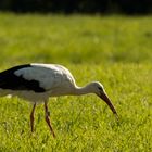 Storch beim Abendessen