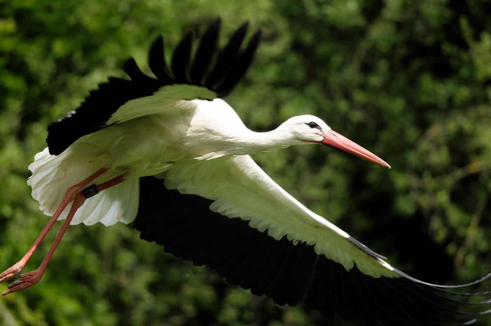 Storch beim Abflug