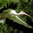 Storch beim Abflug