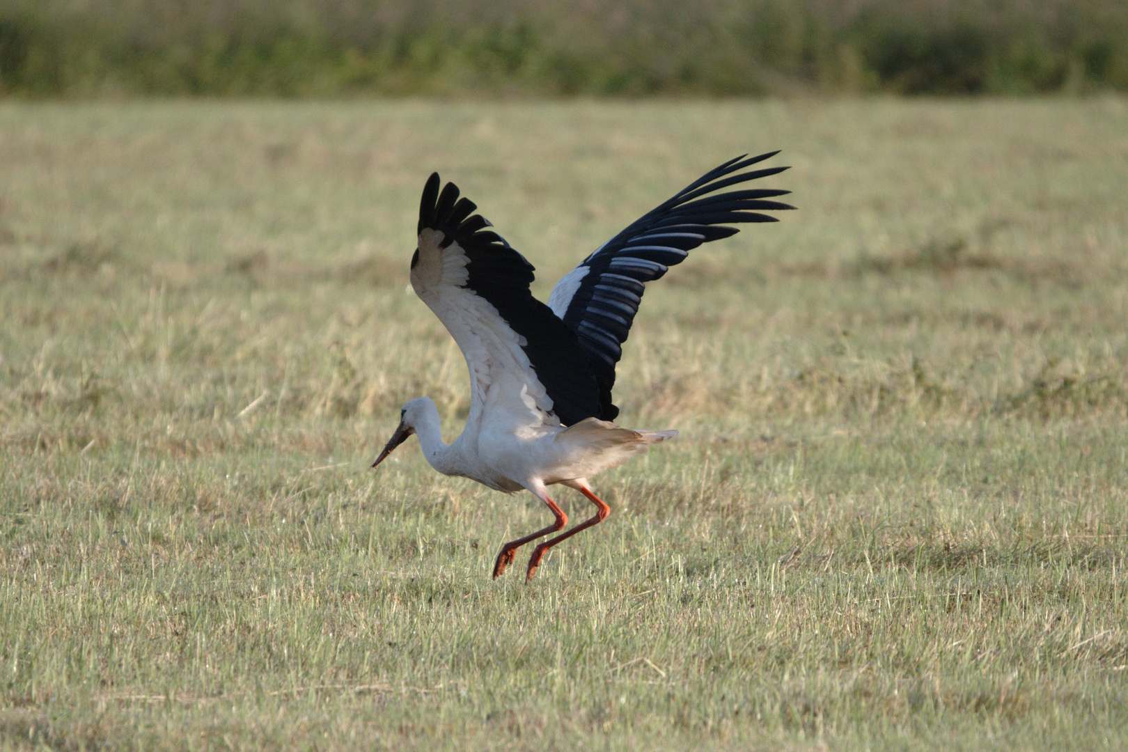 Storch beim Abflug