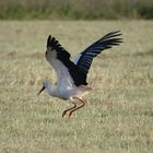 Storch beim Abflug