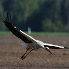 Storch beim Abflug