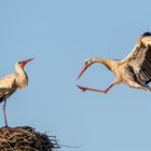 Storch beim Anflug ans Nest