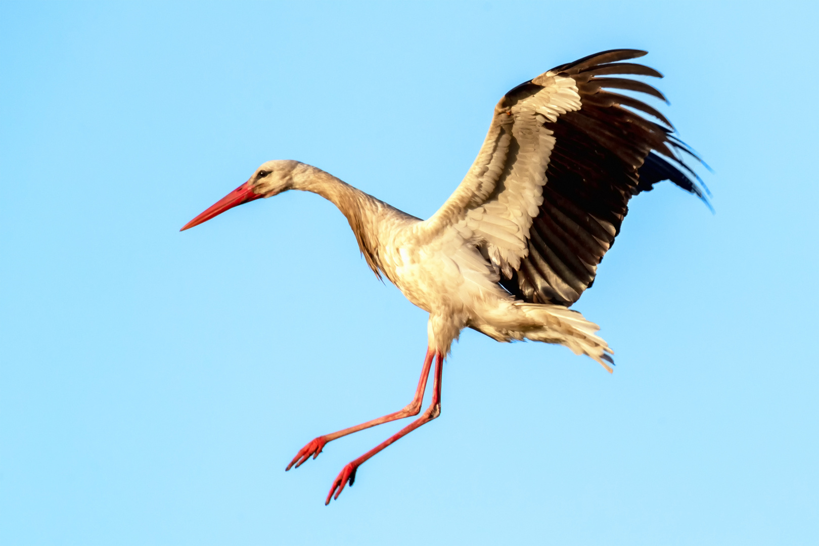 Storch beim Anflug ans Nest