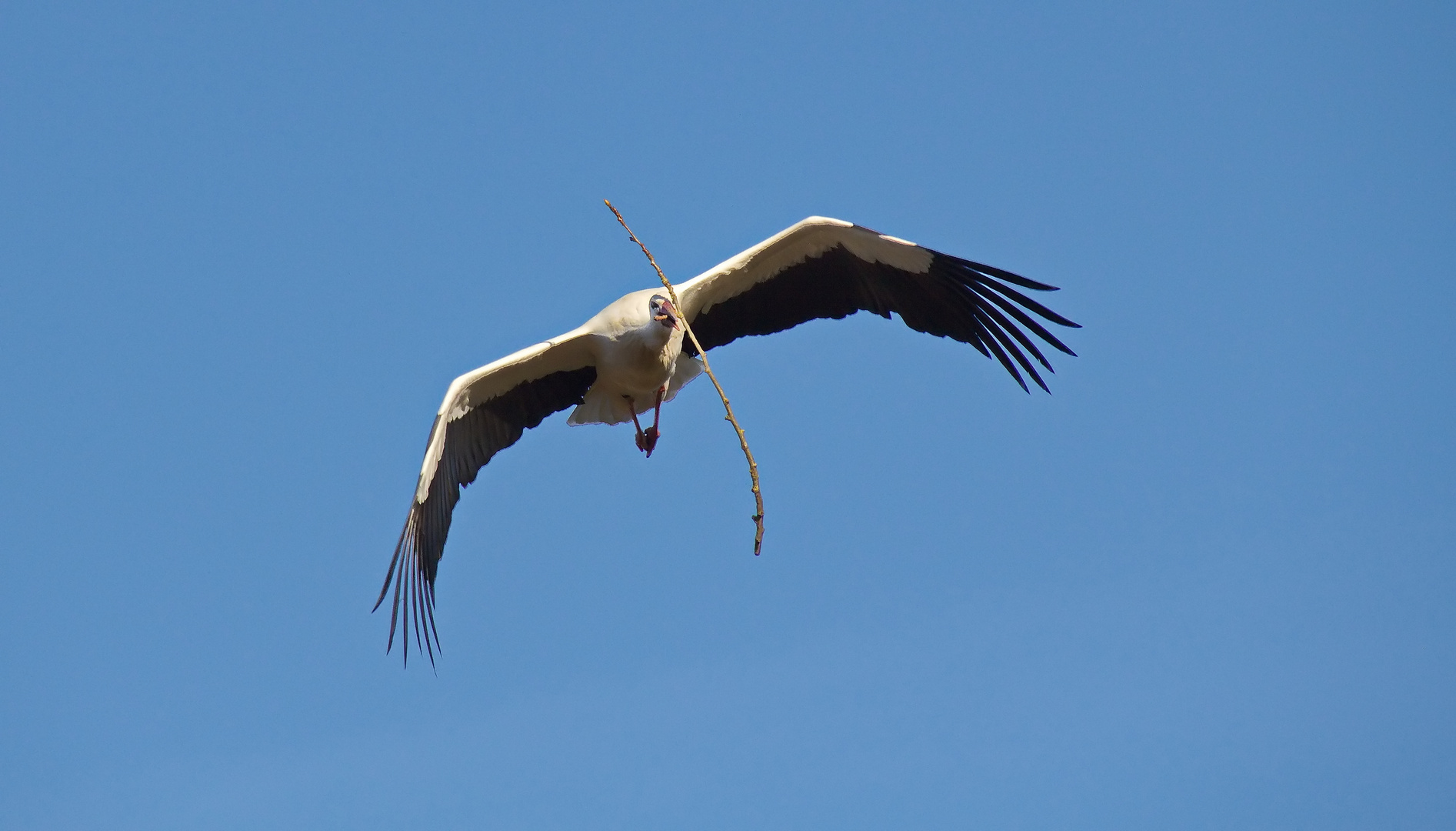 Storch beim Anflug auf das Nest