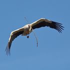 Storch beim Anflug auf das Nest