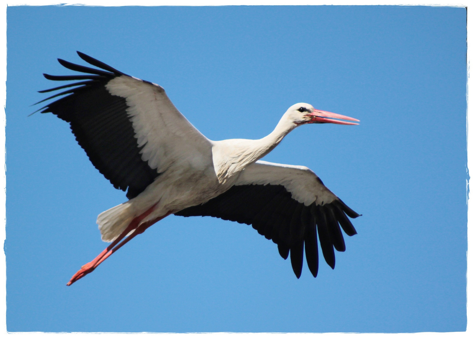 Storch beim Anflug auf sein Nest