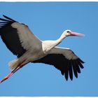 Storch beim Anflug auf sein Nest